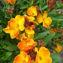 Cheiranthus cheirii 'Bedder Orange Vif'